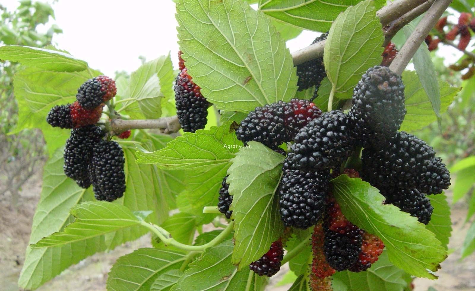  p> a href="#">桑树 /a>( i>morus alba /i> l),又名桑(本草经)家桑