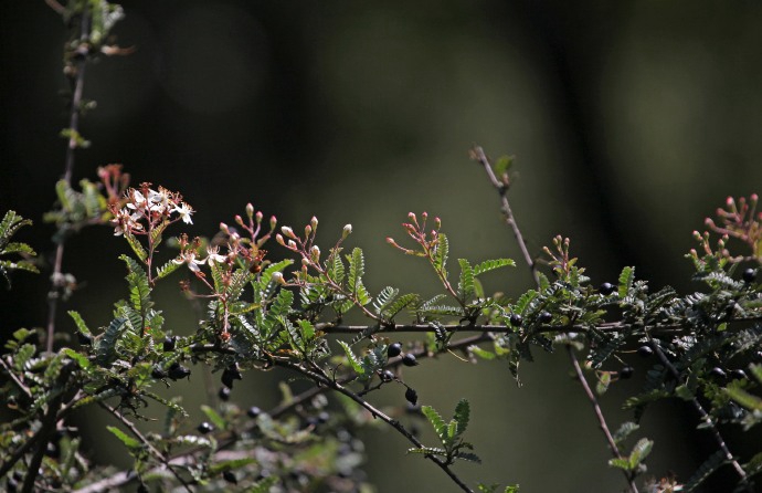 是蔷薇科,小石积属落叶或半常绿 a target="_blank" href="/item