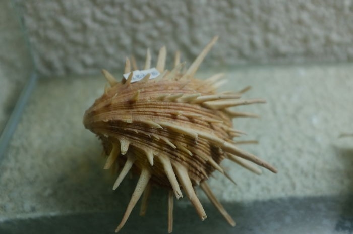  p>海菊蛤是一种 a href="#">壳 /a>大而凸,呈球形, a href="#" data