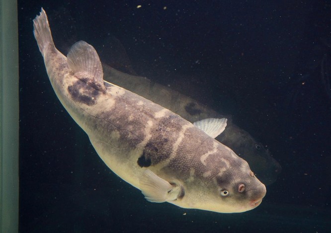 takifugu obscurus