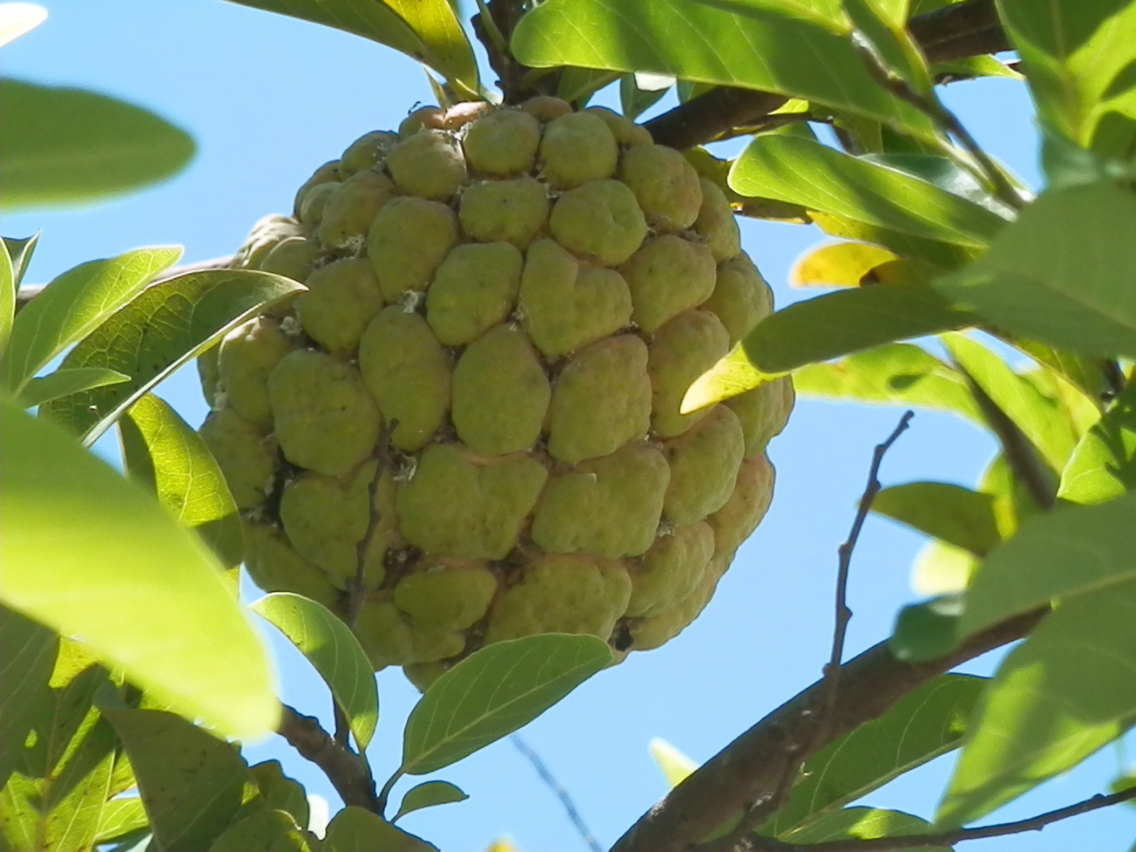  p>番荔枝(学名: i>annona squamosa  /i>linn.