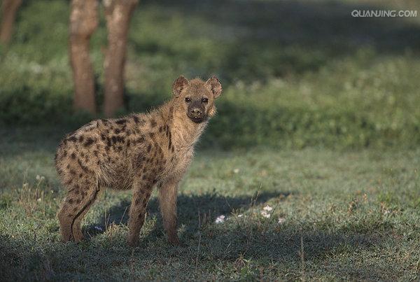  p>斑鬣狗(学名: i>crocuta crocuta /i>):又名斑点鬣狗,体长约95-160