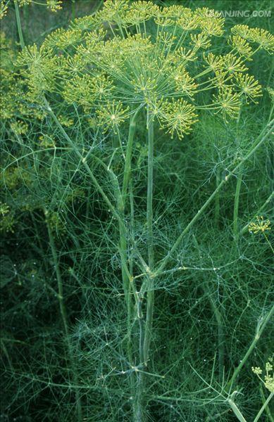 anethum graveolens l.