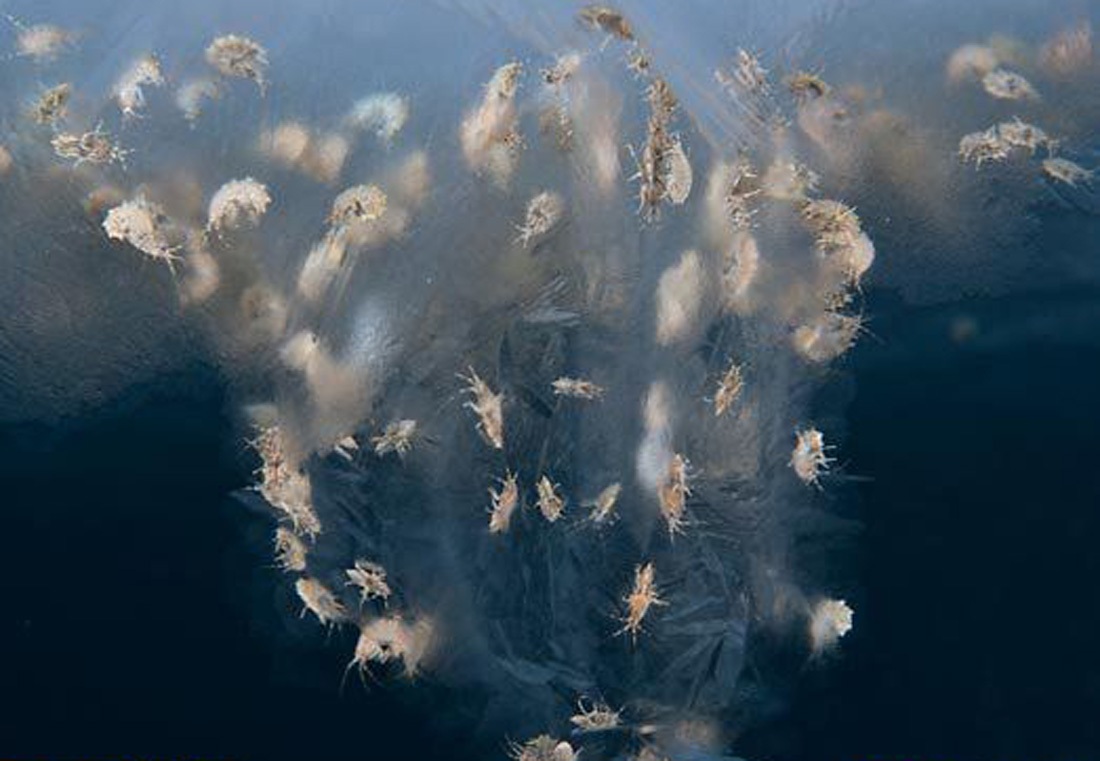  p data-id="gnx71uzzqf">沙蚤(sand flea),亦称沙跳虾(sand hopper)