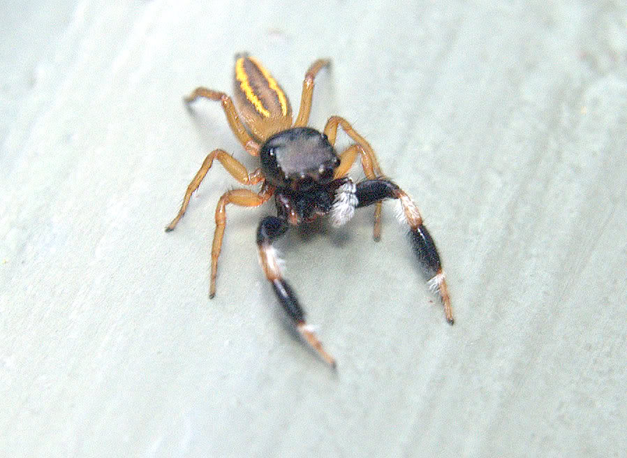 眼区黑色,有金属光泽,长方形,长为宽的2/3,第2眼列位于第1,3眼列之间