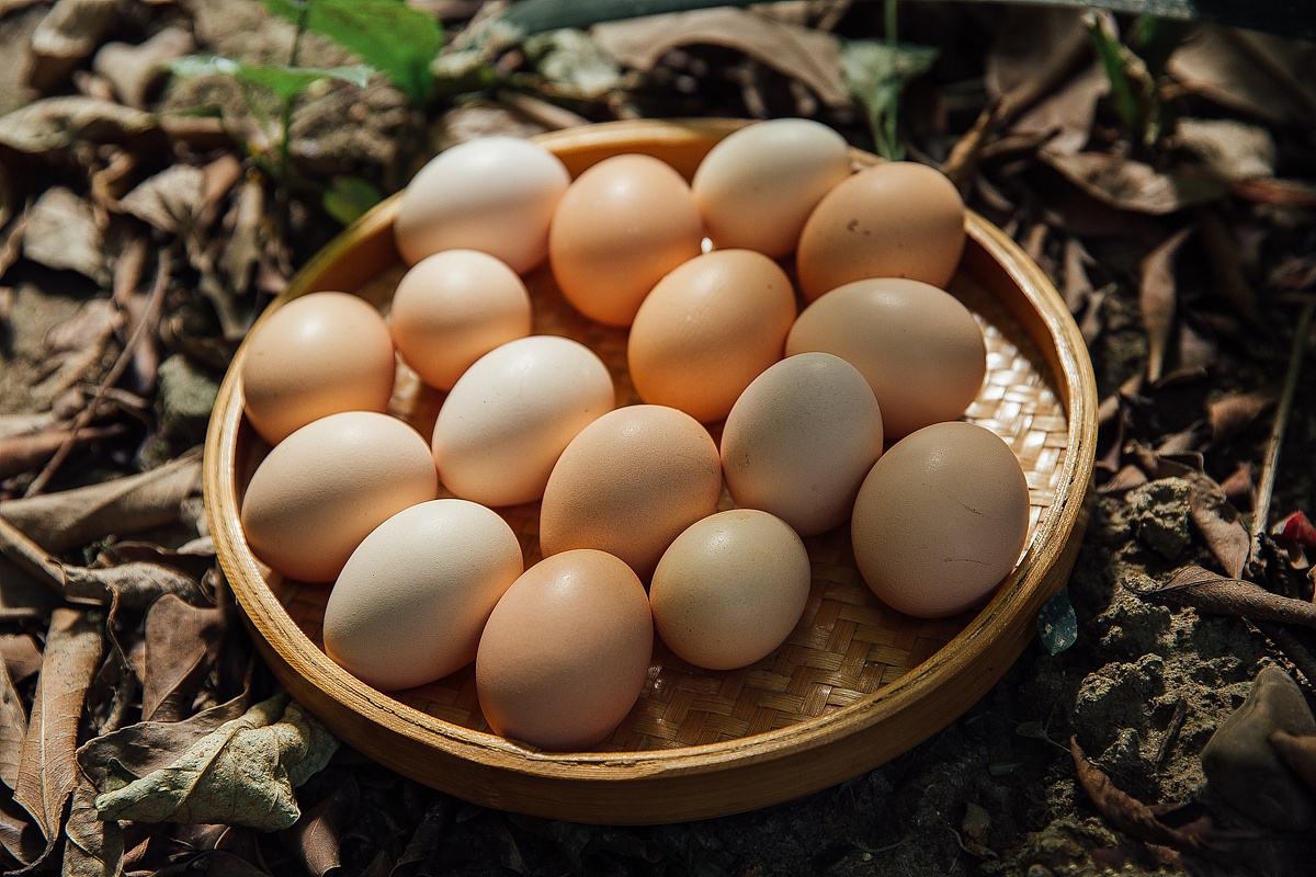盐池滩鸡蛋
