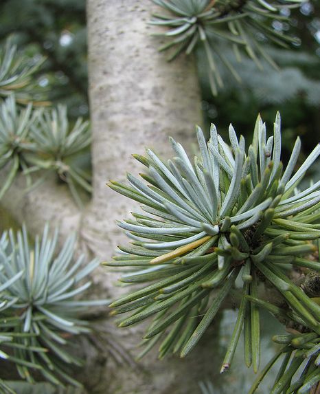  p>大西洋雪松(学名: i>cedrus atlantica /i>),为 a href="#" data