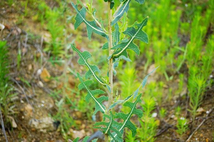  p>野莴苣(学名: i>lactuca seriola  /i>l)是