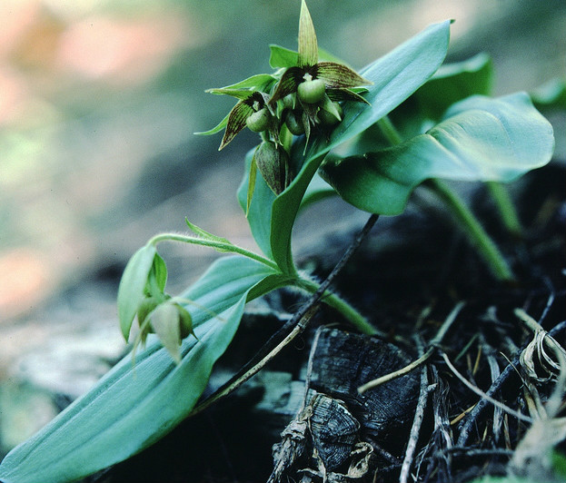  p>簇生杓兰(学名: i>cypripedium fasciculatum /i>  kellogg ex s.