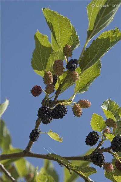 是 a data-lemmaid="8634988">桑科 /a>,桑属 a href="#" data