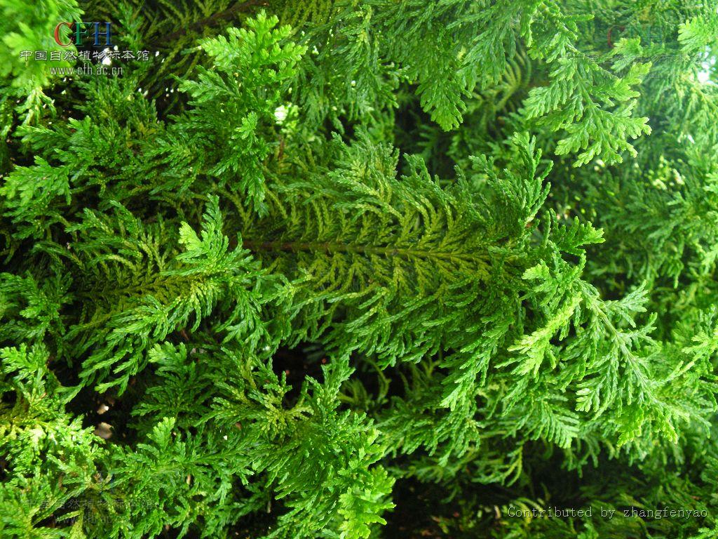  p>chamaecyparis spach  a href="#" data-lemmaid="2853898">扁柏属