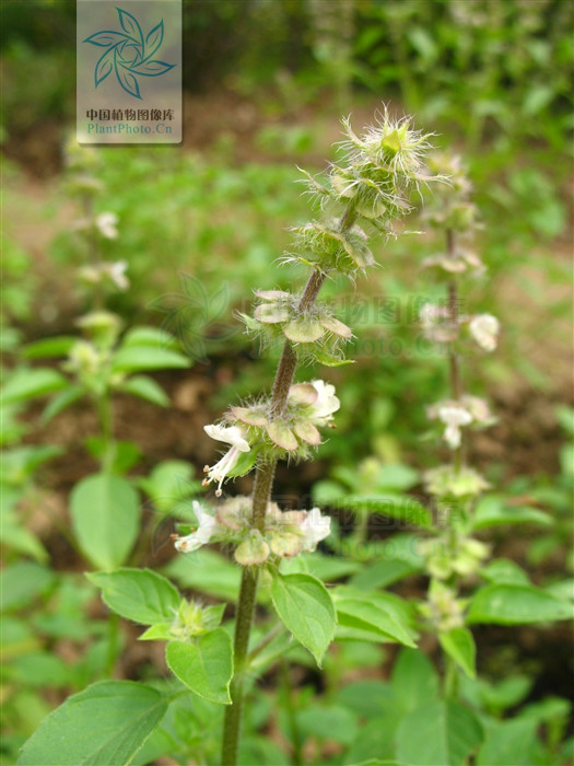  p>疏柔毛罗勒(学名: i>ocimum basilicum /i> var.
