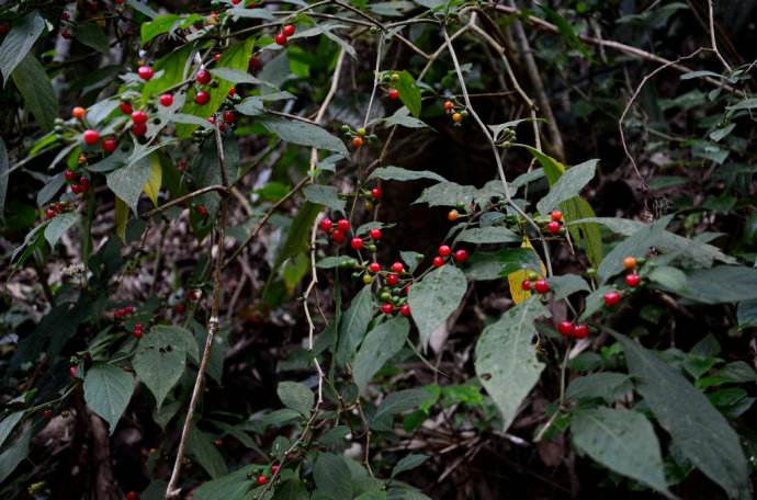  p>红丝线(学名:lycianthes biflora (loureiro) bitter.