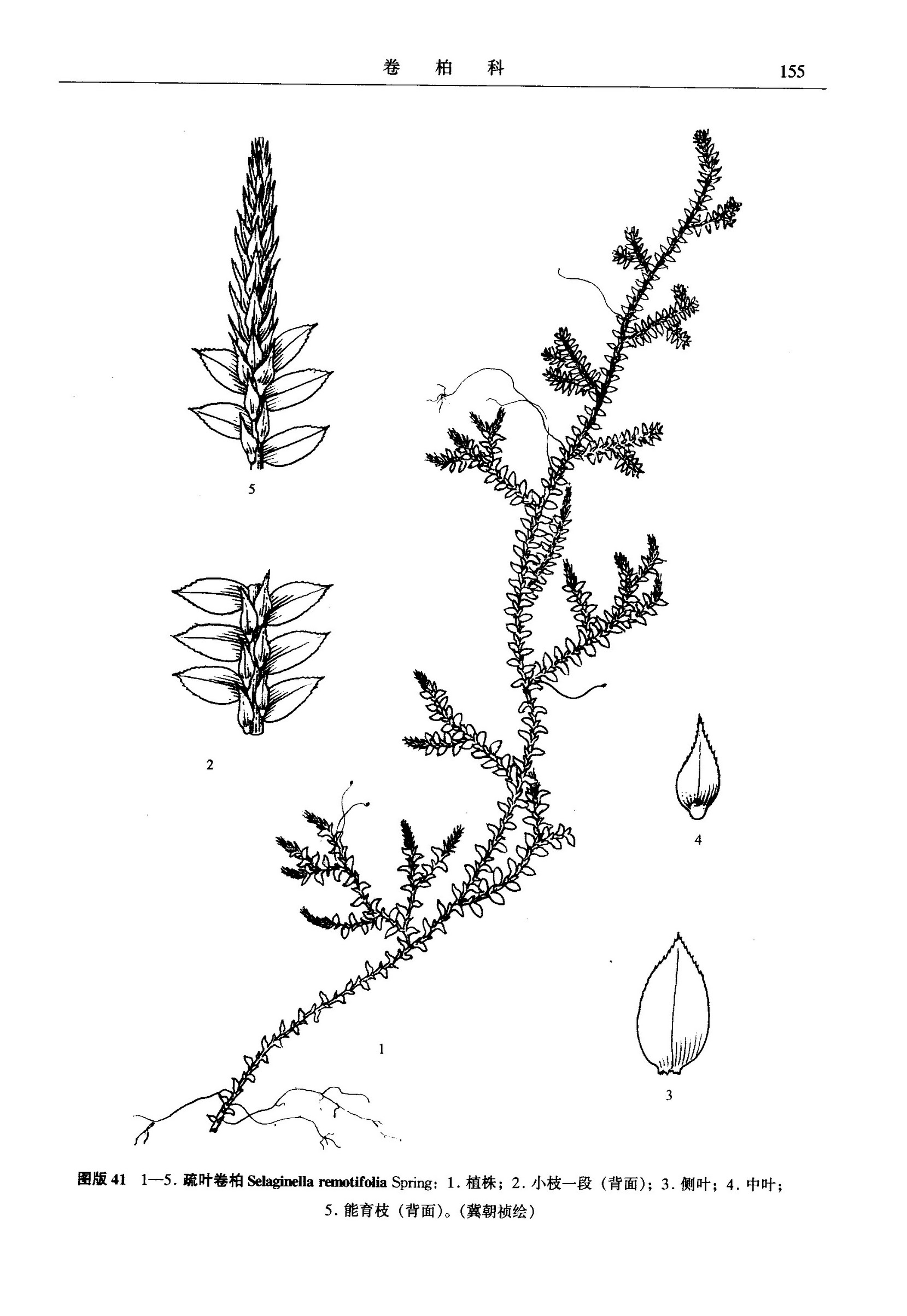  p>疏叶卷柏为卷柏科植物,茎匍匐,长约30cm.