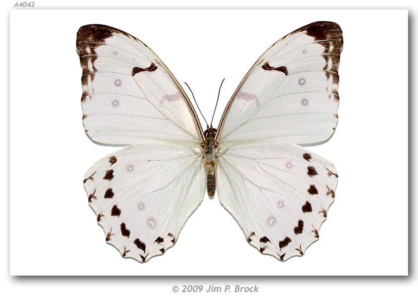  p>大白闪蝶(学名:morpho luna),鳞翅目 a href="#">蛱蝶科 /a>闪蝶属