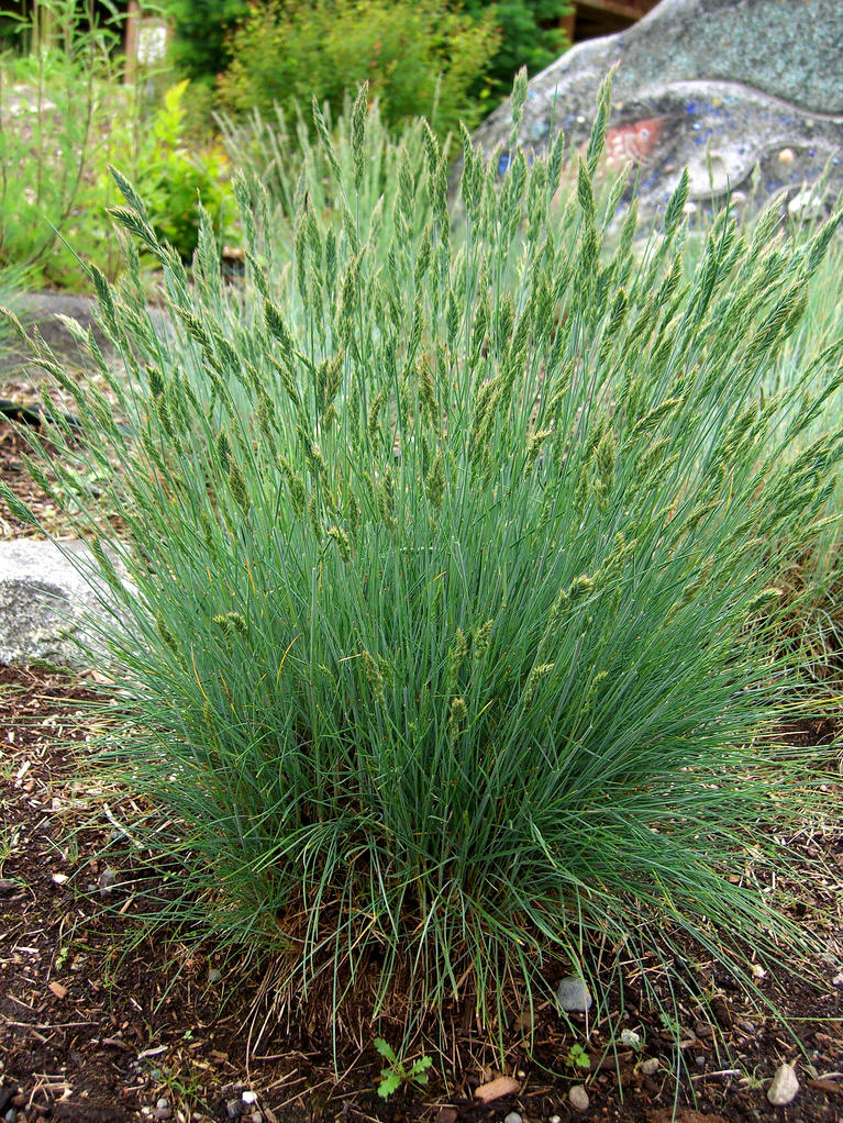  p>三角草属属于禾本目禾本科,是一种常见的被子植物.