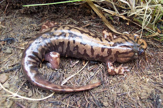 pacific giant salamander