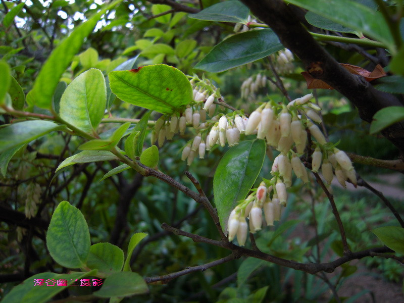 p>广东乌饭(学名:vaccinium guangdongense fang et z. h.