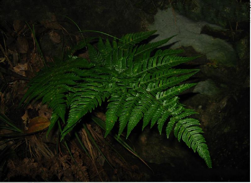  p>太平鳞毛蕨是鳞毛蕨科 a href="#" data-lemmaid="2864823">鳞毛蕨