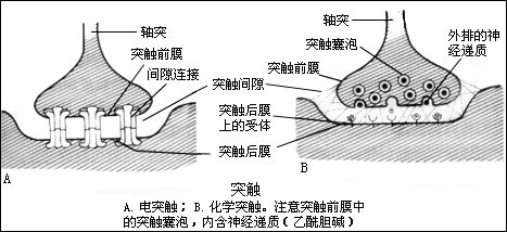 突触囊泡
