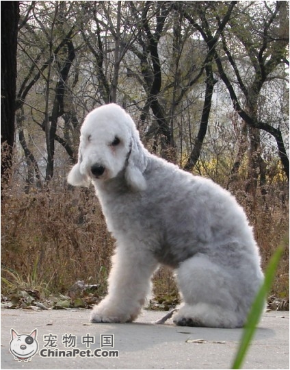 href="#" data-lemmaid="1254455">贝林顿梗 /a>(bedlington terrier)