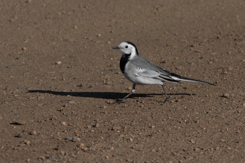 motacilla alba baicalensis