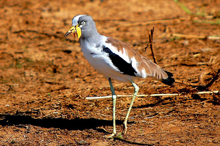  p>白头麦鸡(学名:vanellus albiceps)属于中型 a target="_blank"
