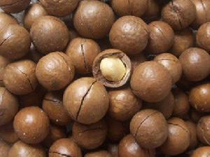  p>火山豆(macadamia integrifolia maiden et betche)夏威夷果原产