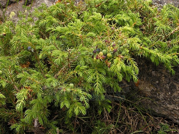 为高山上部的水土保持树种,是 a>松衫纲 /a>,柏科,刺柏属的一种匐匐