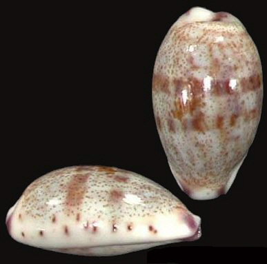  p>紫端宝螺(学名:purpuradusta fimbriata fimbriata)是腹足纲宝螺科