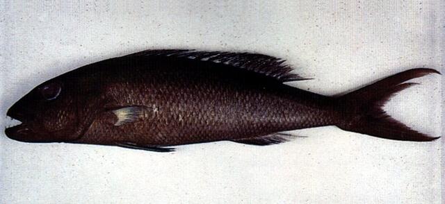 virescens),又名绿短鳍笛鲷(中国大陆),青吾鱼,蓝鲷(台湾),为 a