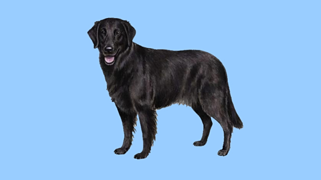 寻回犬 百度百科