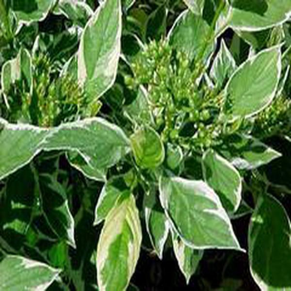 Cornus sericea 'Silver and Gold'_百度百科