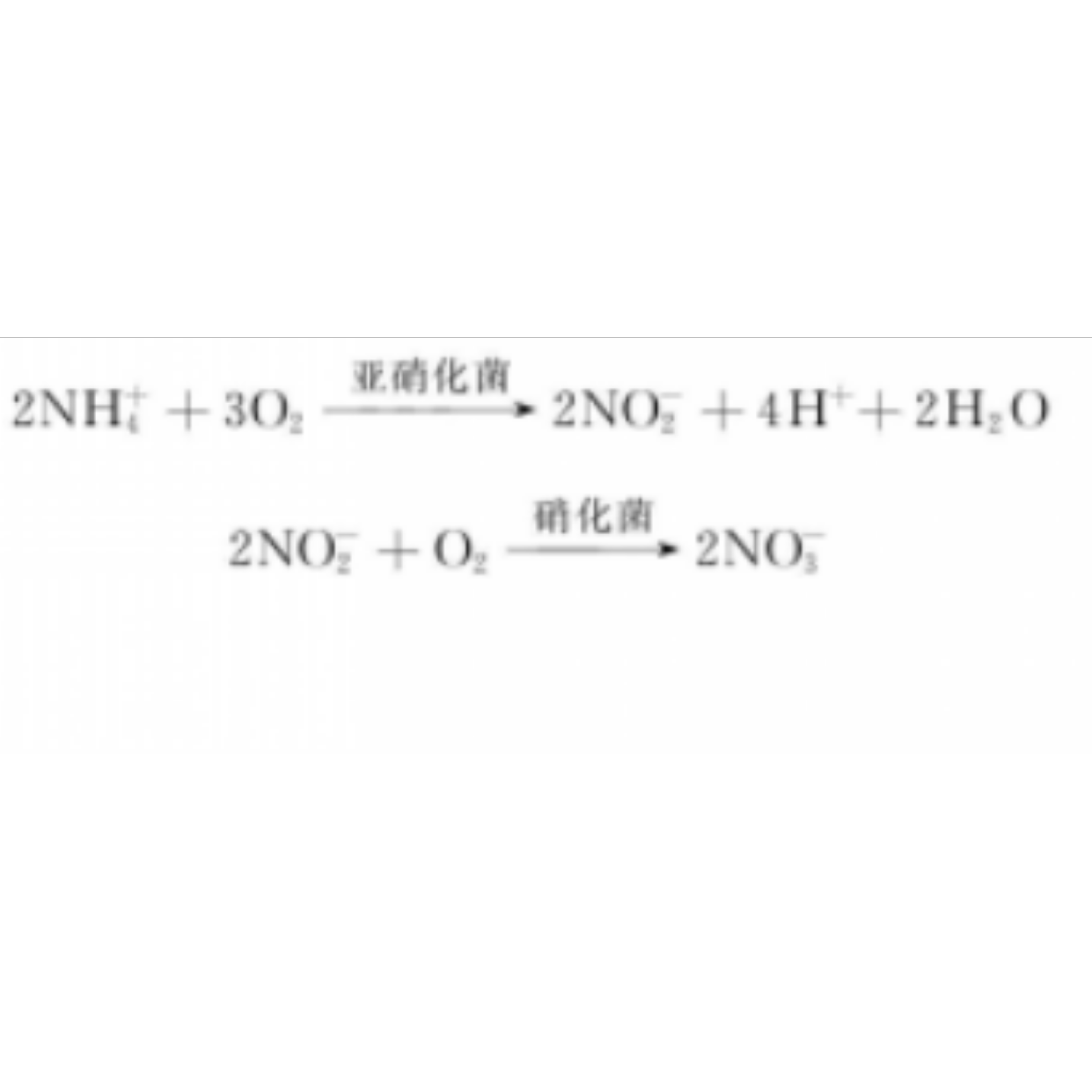 硝化作用