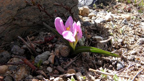 Colchicum kurdicum