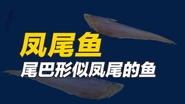 凤尾鱼 鳀科鲚属鱼类 百度百科