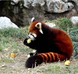 小熊猫（小熊猫科小熊猫属下的一种动物）_百度百科