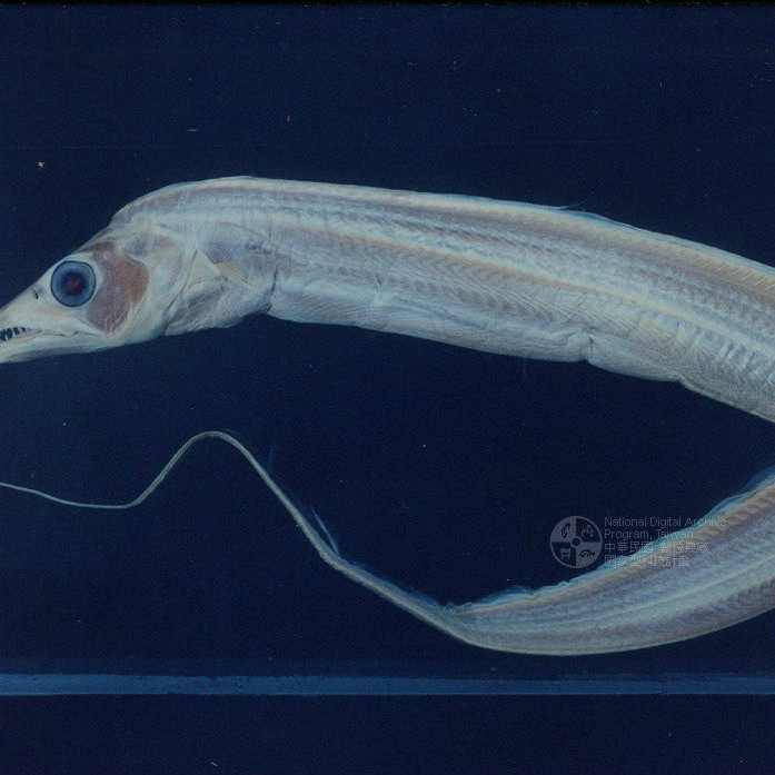白帶魚 百度百科