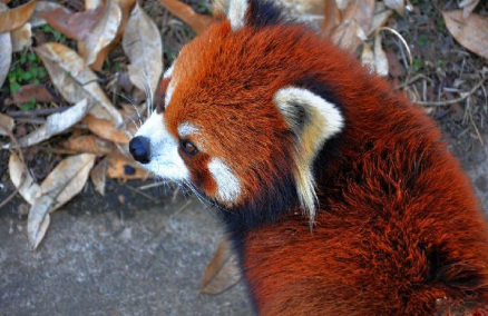 小熊猫（小熊猫科小熊猫属下的一种动物）_百度百科
