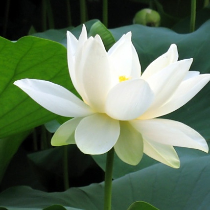 六月花神 百度百科