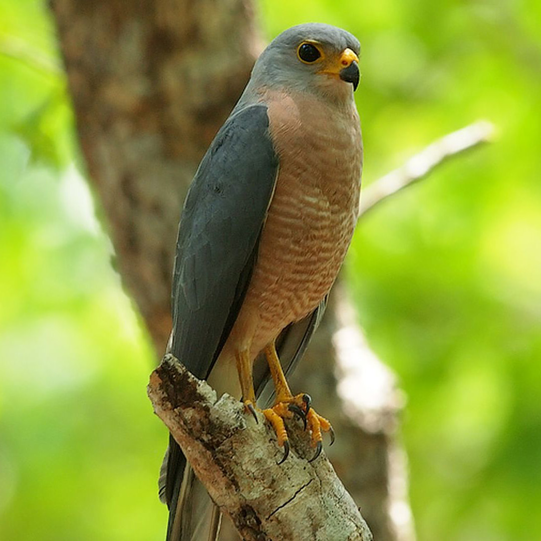 杂色鹰_百度百科