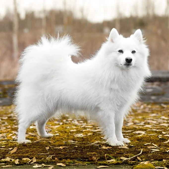 能面　狐　犬 日本狐狸犬- 维基百科，自由的百科全书