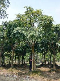 幌伞枫（五加科幌伞枫属植物）_百度百科