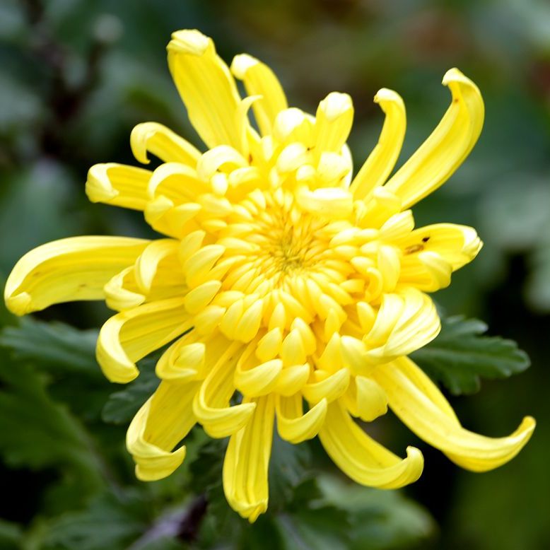 秋菊