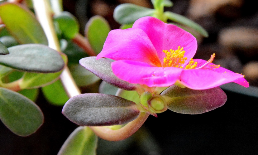 牡丹 毛茛科芍药属植物 百度百科