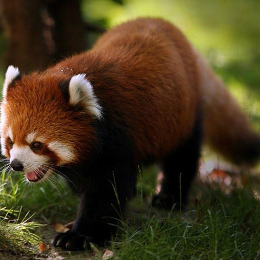 小熊猫属_百度百科