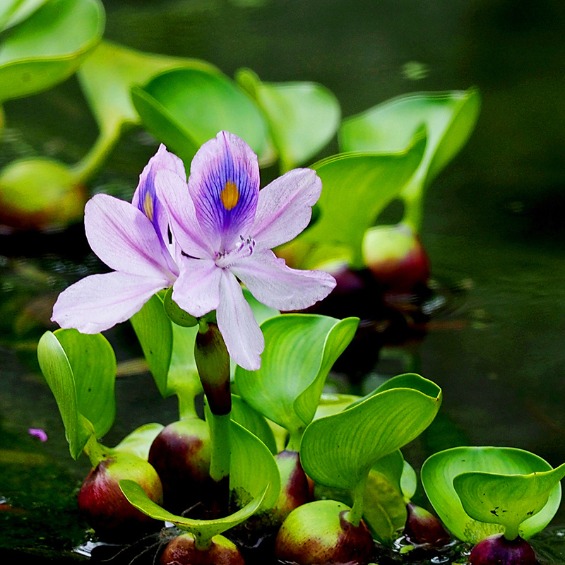 Aquatic Plants of China、中国水生植物図鑑 Aquatic Plants of China、中国水生植物図鑑 - メルカリ