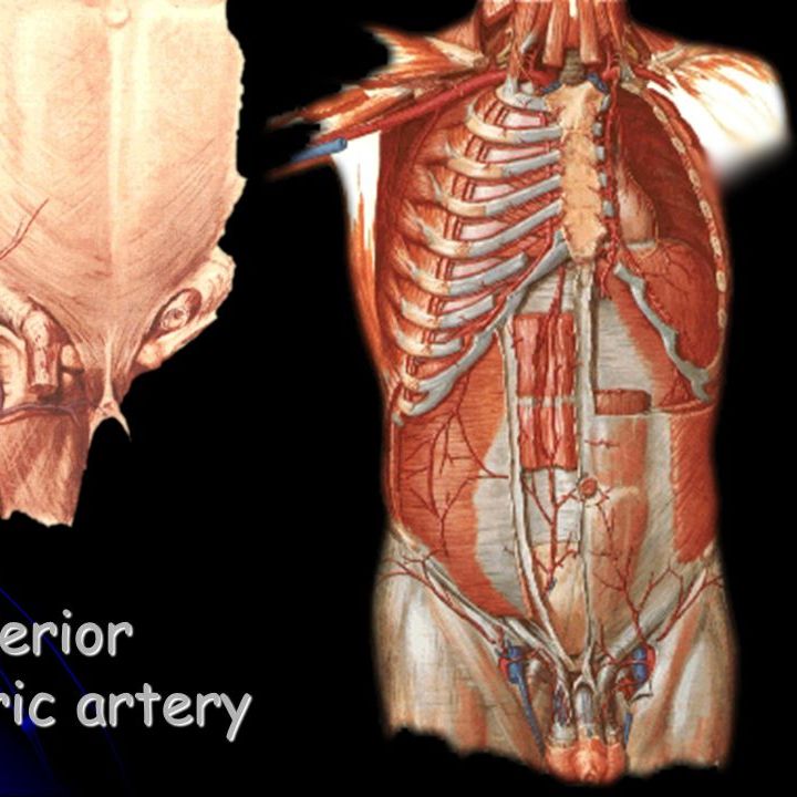 腹壁下动脉_百度百科