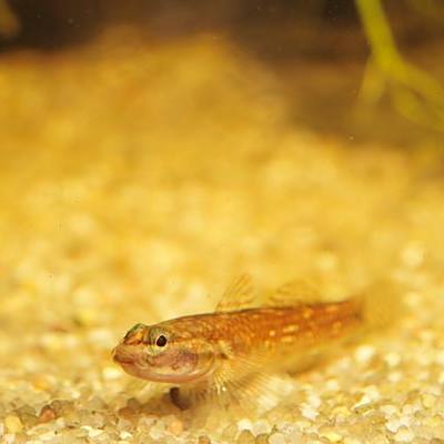 小吻虾虎鱼_百度百科