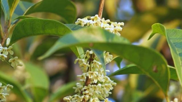 丹桂 木犀科木犀属植物 百度百科